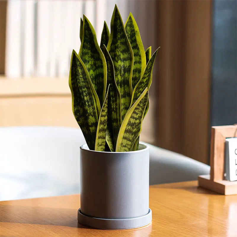 Artificial sansevieria plants for modern outdoor decoration