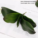 preserved phalaenopsis orchid artificial flowers for wedding decoration