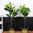 Artificial tropical ficus plant with realistic touch for indoor decoration