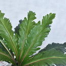 Artificial tropical plants ferns and decorative leaves
