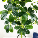 Artificial tropical monstera plants decorative foliage for indoor and outdoor use