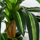 artificial dracaena with pot and moss 66 leaves