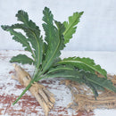 Artificial tropical plants ferns and decorative leaves
