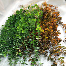 Artificial eucalyptus rattan plants for wall and outdoor decoration
