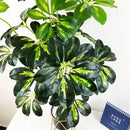 Artificial tropical monstera plants decorative foliage for indoor and outdoor use