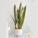 Artificial tiger leaf plants for indoor and garden decoration