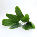 Artificial monstera plant for indoor and outdoor decoration