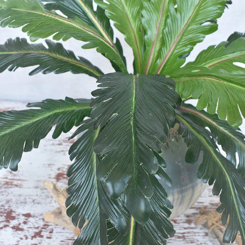 Artificial tropical plants ferns and decorative leaves - vue 5 sur 7