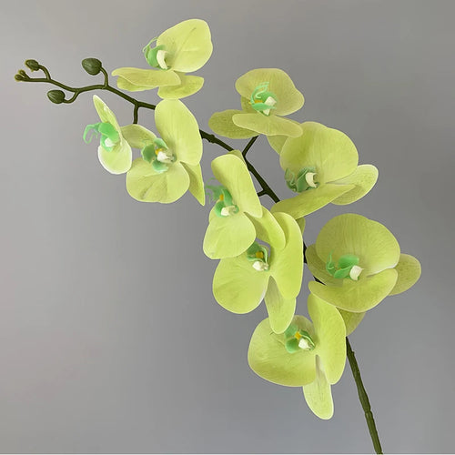 preserved phalaenopsis orchid artificial flowers for wedding decoration - vue 11 sur 17