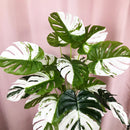 Artificial bonsai monstera and palm tree for indoor and outdoor decoration