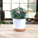 Large circular plastic indoor plant pot with drainage and tray