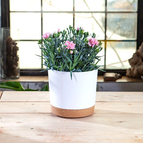 Large circular plastic indoor plant pot with drainage and tray - vue 4 sur 15