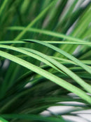 Artificial onion grass plant for wedding, garden and home decoration