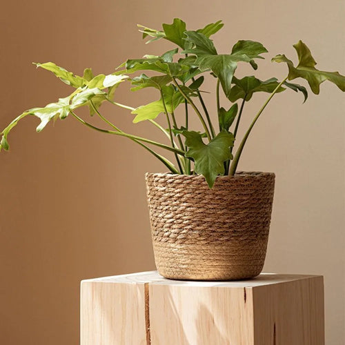 woven wicker basket for flowers and storage - vue 3 sur 9