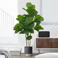 Artificial ficus branch for indoor and outdoor decoration