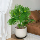 Tall artificial tropical palm tree for indoor and outdoor decoration
