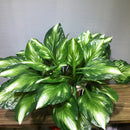 Artificial tropical monstera and hosta plant for indoor and outdoor decoration