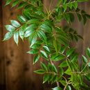 Large artificial ficus branch for indoor and outdoor decoration