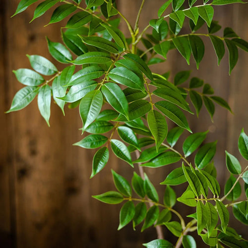 Large artificial ficus branch for indoor and outdoor decoration - vue 4 sur 9