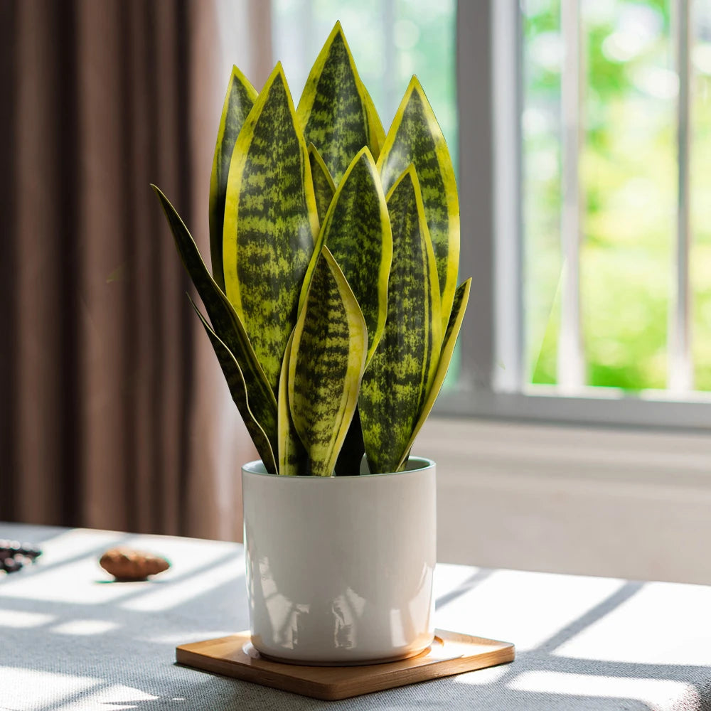 Artificial succulent plants in plastic for indoor decoration - vue 2 sur 12