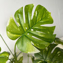 Realistic and elegant artificial monstera plant for interior decoration