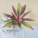 Decorative artificial green plants for balcony and hotel