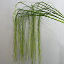Artificial weeping willow plastic plant for indoor decoration