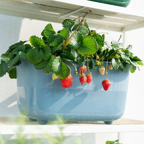 pot de fleurs en plastique pour cultiver des légumes - vue 3 sur 9