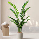 Artificial ficus and zamioculcas plants for indoor decoration