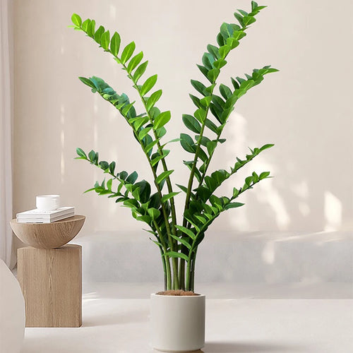 Artificial ficus and zamioculcas plants for indoor decoration - vue 2 sur 14