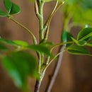 Large artificial ficus branch for indoor and outdoor decoration