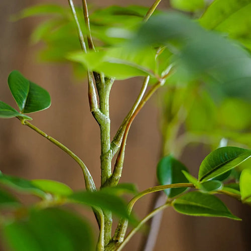 Large artificial plants for indoor and outdoor decoration - vue 3 sur 6