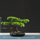 Artificial bonsai tree for indoor decoration and landscaping