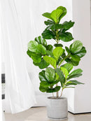 Large artificial ficus tree for indoor and outdoor decoration