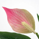 Tropical artificial monstera and anthurium plants for indoor decoration