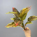 Artificial plant decorative foliage for weddings and events