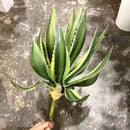 Artificial aloe vera succulents for indoor and outdoor decoration