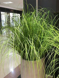 Artificial onion grass plant for wedding, garden and home decoration