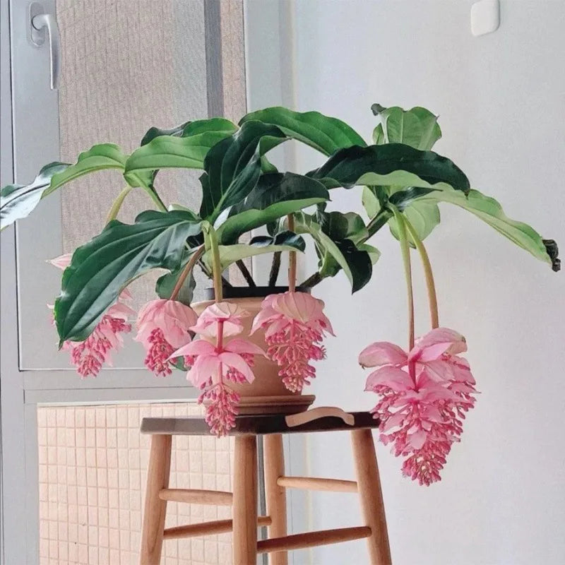 Tropical medinilla magnifica artificial flowers for indoor decoration