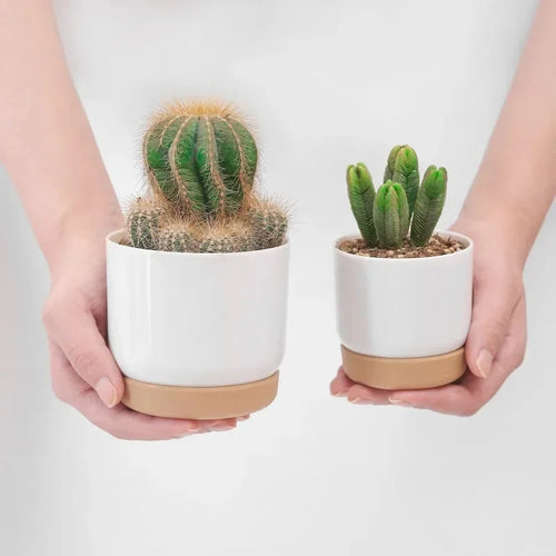 double layer round pot for succulent plants - vue 3 sur 10