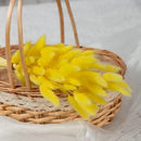 Dried bunny tail grass bouquet for festive decorations