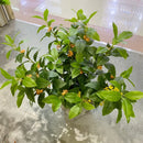 Set of 6 artificial silk osmanthus plants for commercial decoration