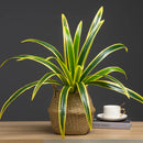 Large artificial orchid leaves plant for interior decoration