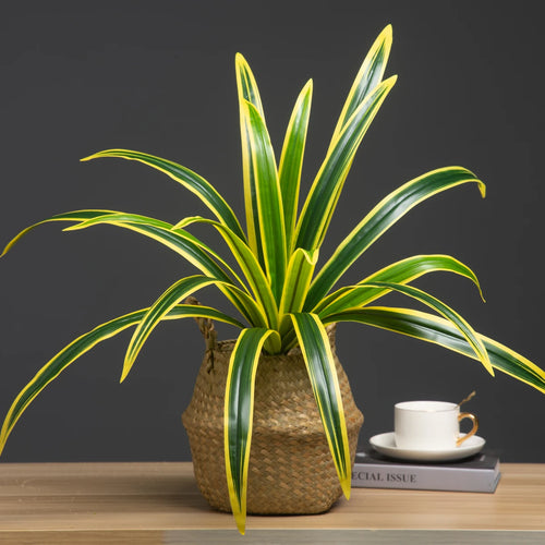 Large artificial orchid leaves plant for interior decoration - vue 6 sur 9