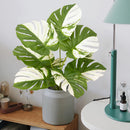 Artificial tropical monstera plant with decorative leaves for interiors
