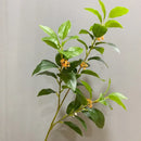 Set of 6 artificial silk osmanthus plants for commercial decoration