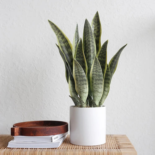Artificial succulent aloe vera plants for indoor and outdoor decoration - vue 10 sur 16