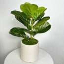 Nordic decorative plant pot in plastic and ceramic for indoor use