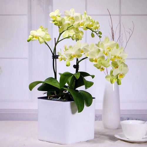 White Self Watering Planter, Water Indicator, Modern Decorative Planter Pot for all House Plants Flowers, Herbs, Vegetables - vue 5 sur 6