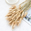 Dried bunny tail grass bouquet for festive decorations